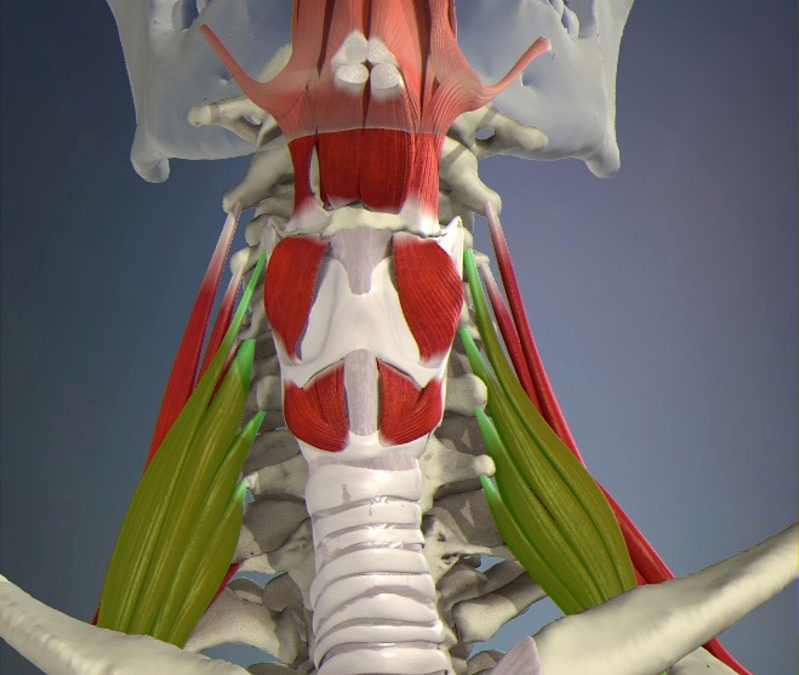 SCALENES & NECK Issues Online Certificate Course
