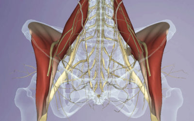 Thinking Practitioner Podcast, Ep 25: Psoas Work: Is it Safe? Is it Necessary?