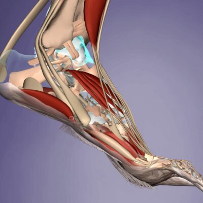 Anchorage, AK: <li> ANKLE Issues, Apr 17, '26</li><li> SPINE, RIBS, & LOW BACK, Apr 18 - 19, '26</li>